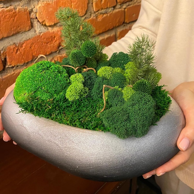 Kunstmatige groene mosplanten  - Sphagnum Moss Dry recensie en prijs